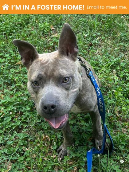 Mixed Breed