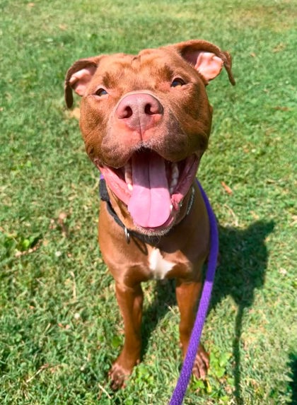 Enzo