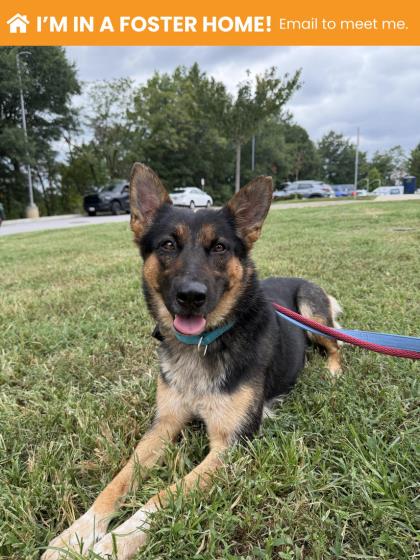Mixed Breed