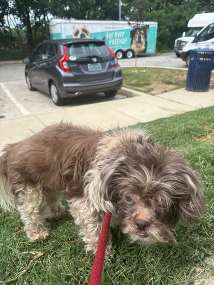 Chicago (Chico), adoptable senior Mixed Breed, Small (under 24 lbs fully grown)/Mix
