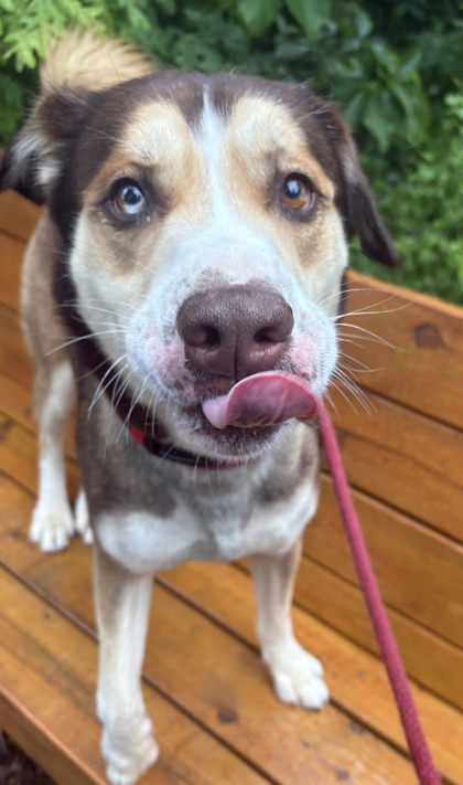 Mixed Breed