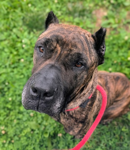 Whippany (remi)