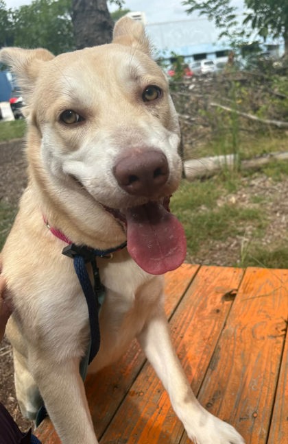 Mixed Breed