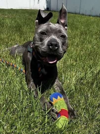 Mixed Breed