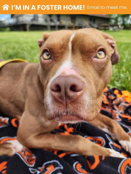 Mixed Breed