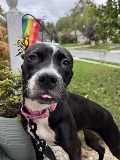 Mixed Breed
