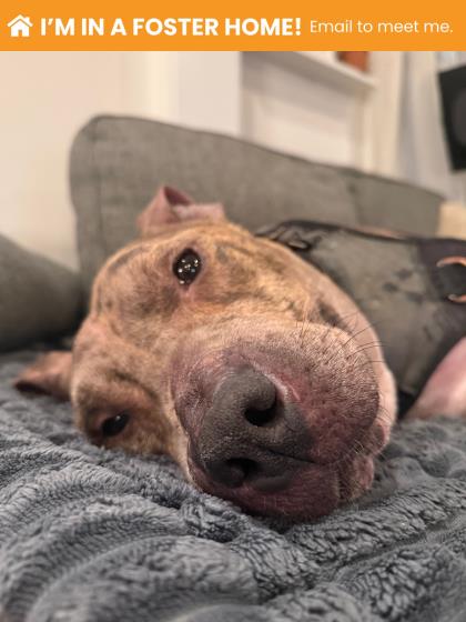 Mixed Breed