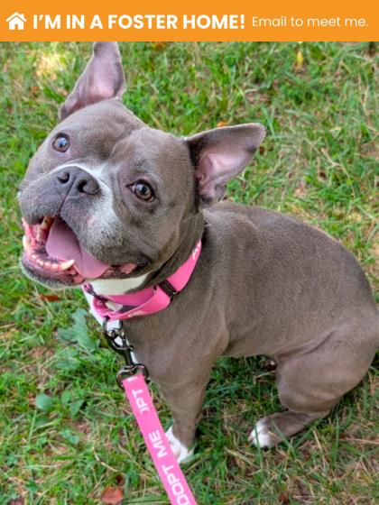 Mixed Breed
