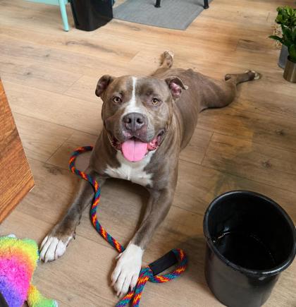 Mixed Breed