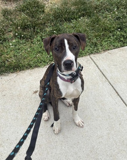 Mixed Breed