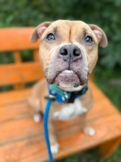 Mixed Breed