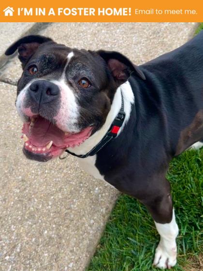 Blake, adoptable senior Mixed Breed, Large (over 44 lbs fully grown)/Mix
