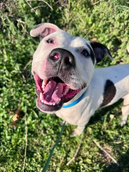 Flint (chase)