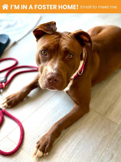 Mixed Breed