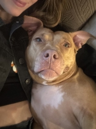 Mixed Breed