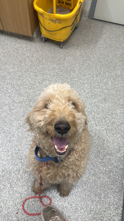 Gus