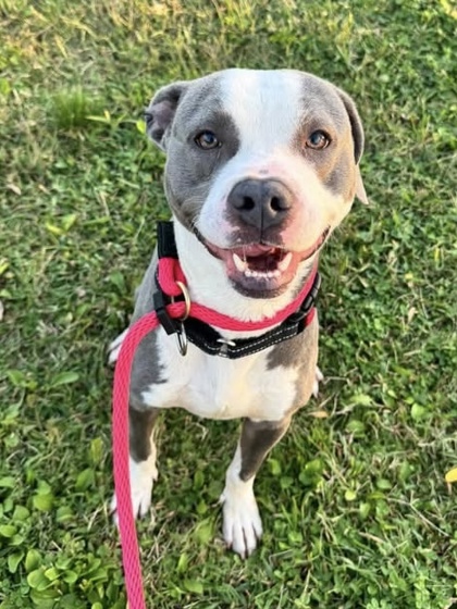 Mixed Breed