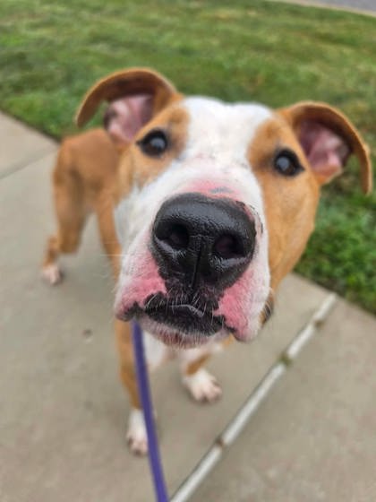 Mixed Breed