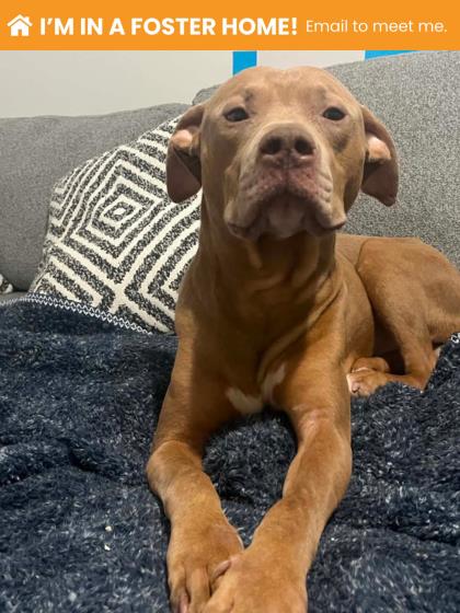 Mixed Breed