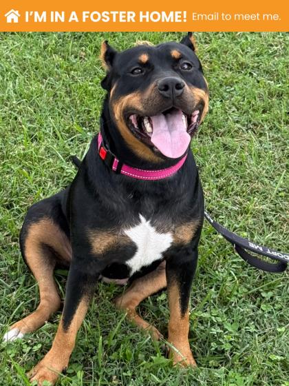 Mixed Breed