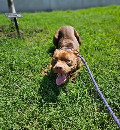 Mixed Breed