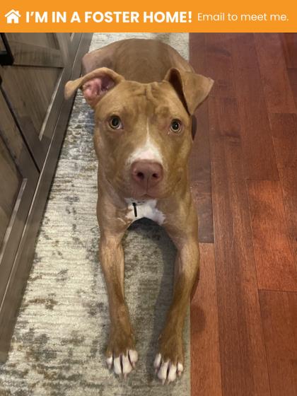 Mixed Breed