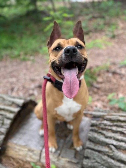 Mixed Breed