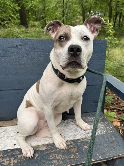 Mixed Breed
