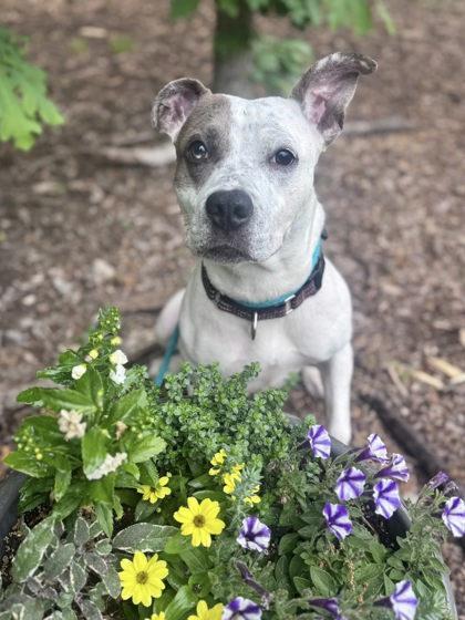Mixed Breed