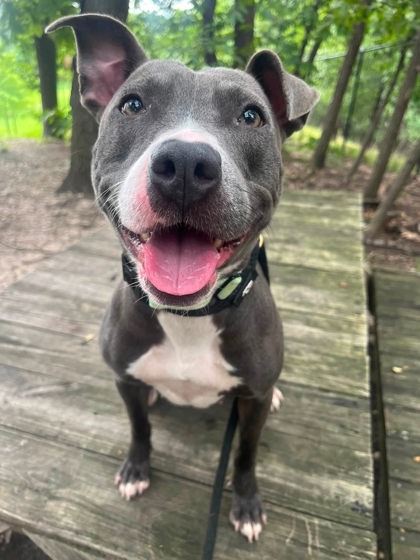 Mixed Breed