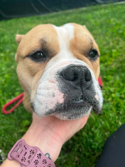 Mixed Breed