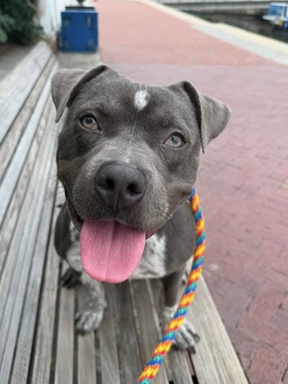 Mixed Breed
