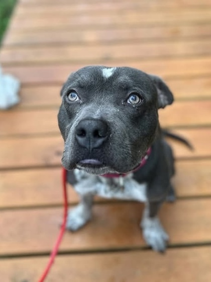 Mixed Breed