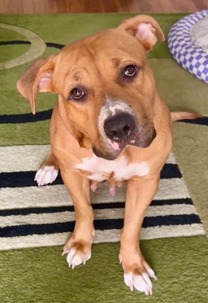 Mixed Breed