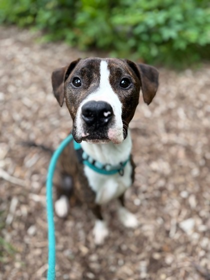 Mixed Breed