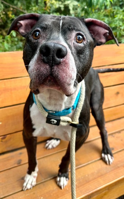 Mixed Breed