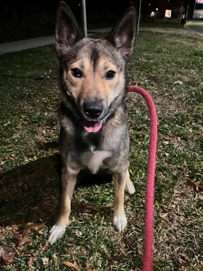 Mixed Breed