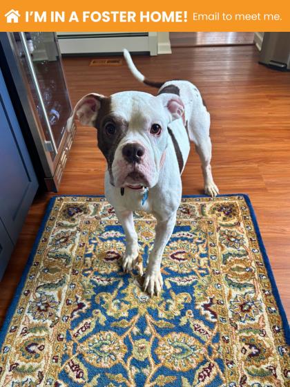 Mixed Breed