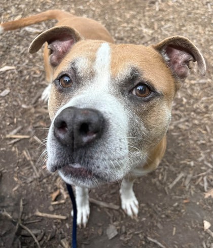 Mixed Breed