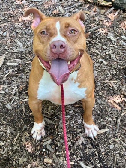 Mixed Breed