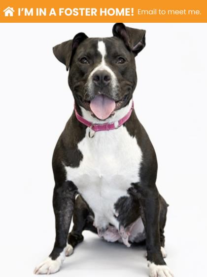 Mixed Breed