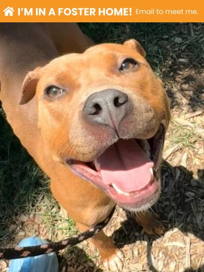 Mixed Breed