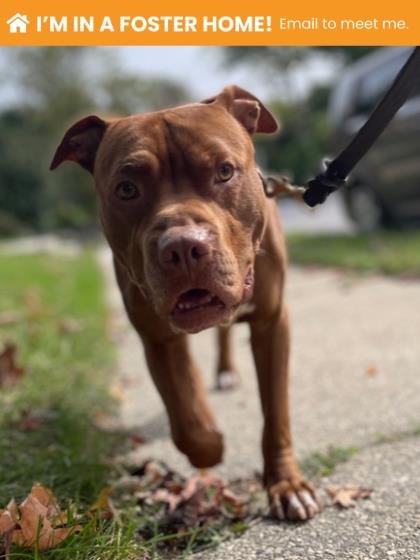 Mixed Breed
