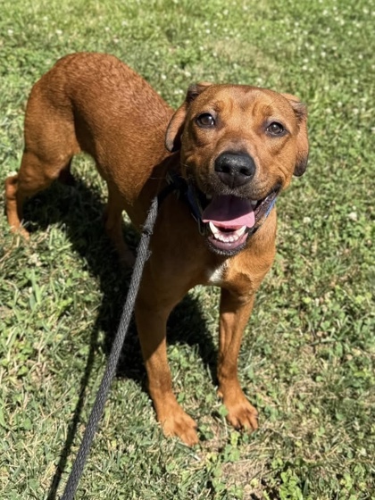 Mixed Breed