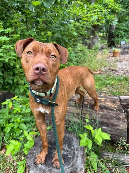 Mixed Breed
