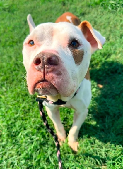 Mixed Breed