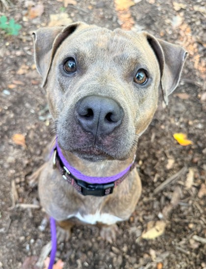 Mixed Breed