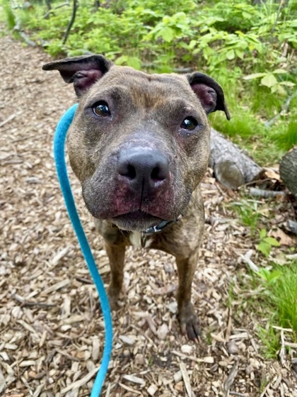 Strawberry Milkshake