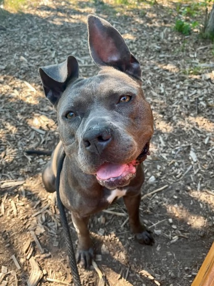 Mixed Breed