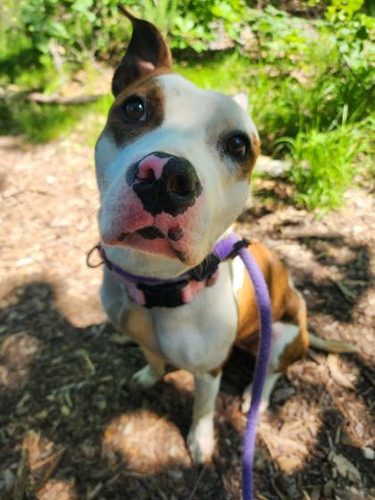 Mixed Breed